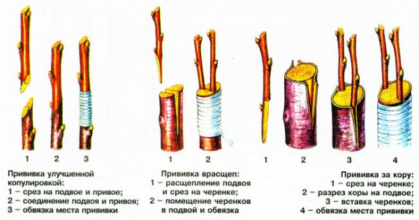 Апельсин: описание, посадка, выращивание в домашних условиях, размножение и уход (Фото & Видео) +Отзывы