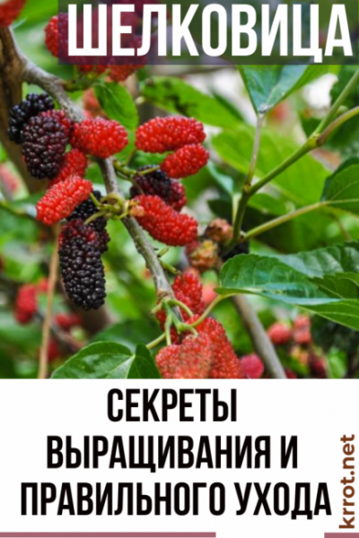 Шелковица: описание 3 популярных видов, выращивание в средней полосе, размножения и уход, полезные свойства (50+ Фото & Видео) +Отзывы