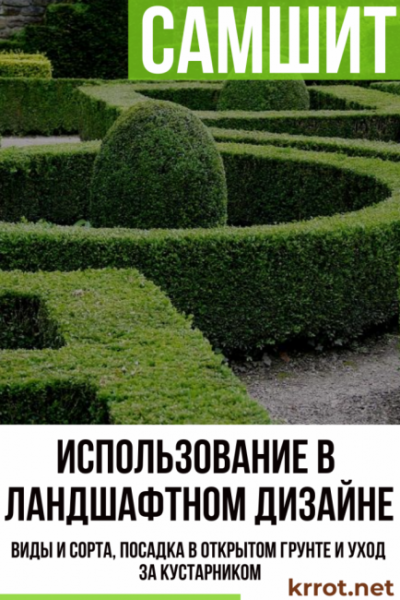 Самшит: описание, виды и сорта, посадка в открытом грунте и уход за кустарником, использование в ландшафтном дизайне (85+ Фото & Видео) +Отзывы