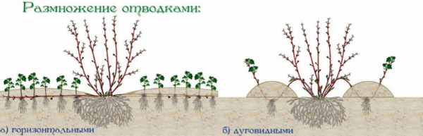 Магония: падуболистная, ползучая, аполло, атропурпуреа – съедобность и полеза, декоративность, уход, посадка в открытый грунт (115+ Фото & Видео) +Отзывы