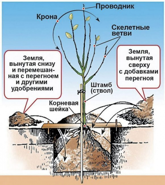 Почему не приживаются саженцы плодовых деревьев? ТОП-15 Причины плохого роста | (Фото & Видео)+Отзывы