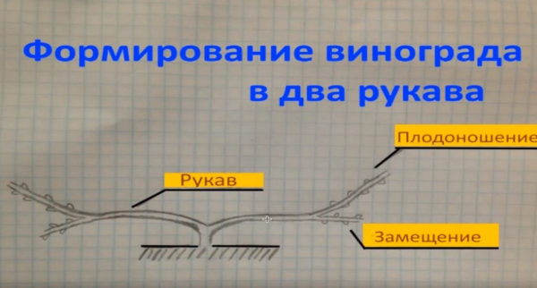 Как обрезать виноград: осенью и перед укрытием на зиму | Инструкция для начинающих садоводов, схемы | (Фото & Видео)