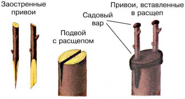 Гранат в домашних условиях: выращивание из косточки и уход, полезные свойства и противопоказания (Фото & Видео) +Отзывы