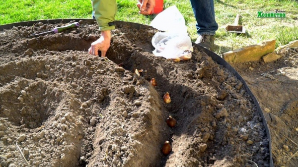 Посадка тюльпанов осенью в открытый грунт: сроки посадки для Подмосковья и Урала | (Фото & Видео) +Отзывы