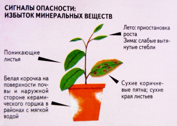 Апельсин: описание, посадка, выращивание в домашних условиях, размножение и уход (Фото & Видео) +Отзывы