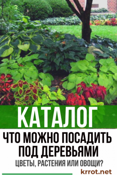 Что посадить под деревьями: цветы, растения или овощи? В огороде или саду в тени (40+ Фото & Видео)+Отзывы