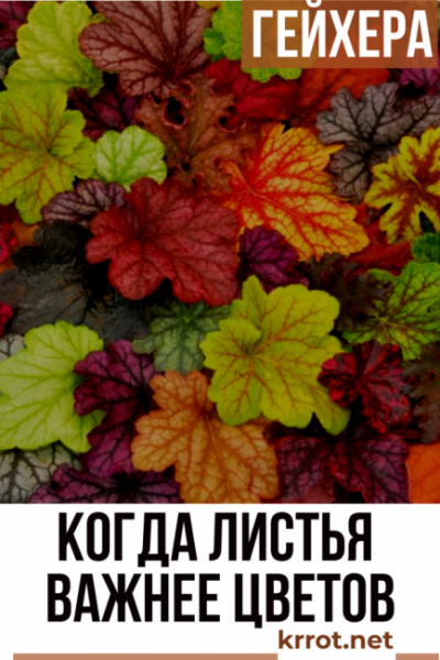 Гейхера многолетняя – когда листья важнее цветов: описание, посадка в открытом грунте, уход (80+ Фото & Видео) +Отзывы