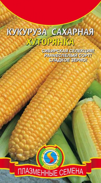 Посадка кукурузы в открытый грунт: как получить хороший урожай при минимальном уходе (25 Фото & Видео) +Отзывы