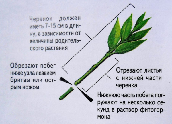 Камнеломка: описание, виды и сорта, размножение, выращивание из семян, посадка в открытый грунт, уход (110+ Фото & Видео) +Отзывы