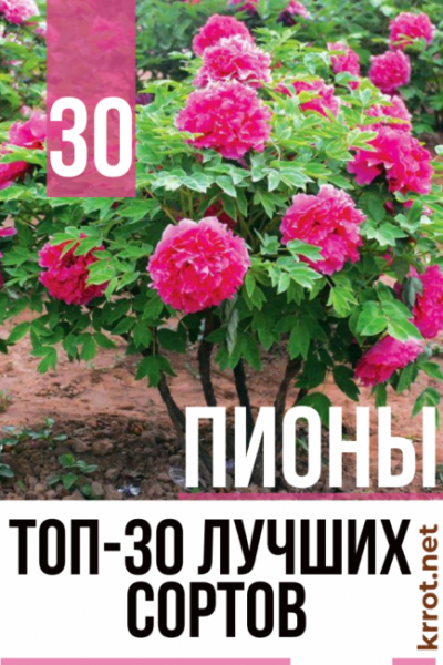 Пионы — конкуренты роз: описание и характеристика 30 сортов, все что вам следует знать о них (50 Фото & Видео) +Отзывы