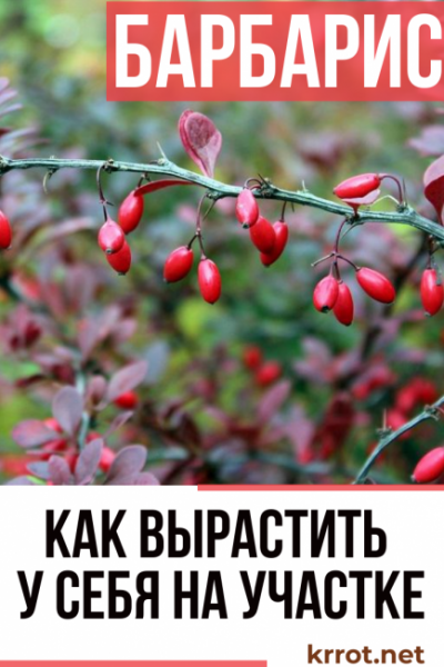 Барбарис: описание, виды и сорта, посадка в открытом грунте, уход, особенности для разных климатических условий включая Сибирь (65 Фото & Видео) +Отзывы
