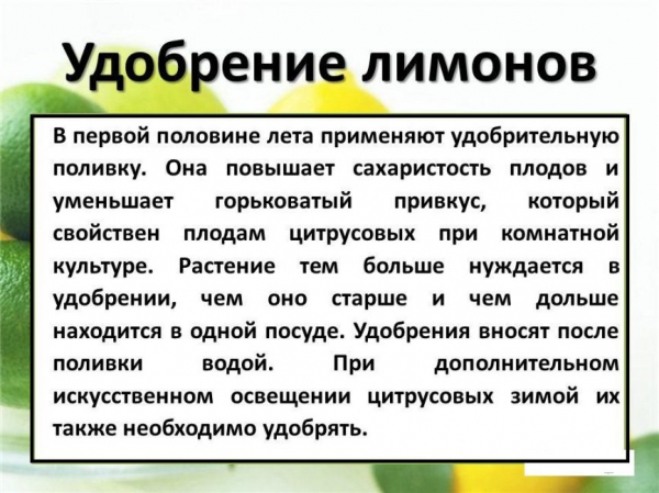 Лимон: описание, уход, выращивание из косточки в домашних условиях, рецепты витаминного сока и лимонада (Фото & Видео) +Отзывы