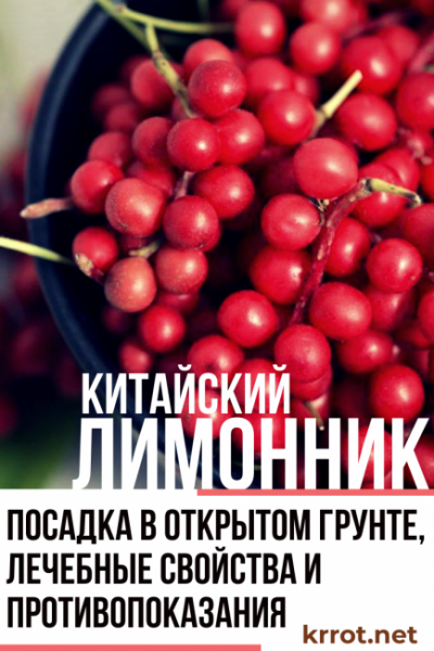 Лимонник китайский: выращивание от Подмосковья до Сибири, посадка в открытом грунте и уход, лечебные свойства и противопоказания (35 Фото & Видео) +Отзывы