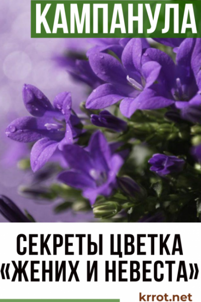 Комнатный цветок «Жених и невеста» или кампанула: описание, уход, размножение и возможные заболевания (50 Фото) +Отзывы