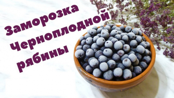 Черноплодная рябина (арония): лечебные свойства и противопоказания для мужчин и женщин, заготовка на зиму +рецепты | (Фото & Видео) +Отзывы