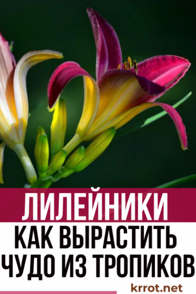 Лилейники: описание, классификация сортов, выращивание, уход и размножение (Фото & Видео) +Отзывы