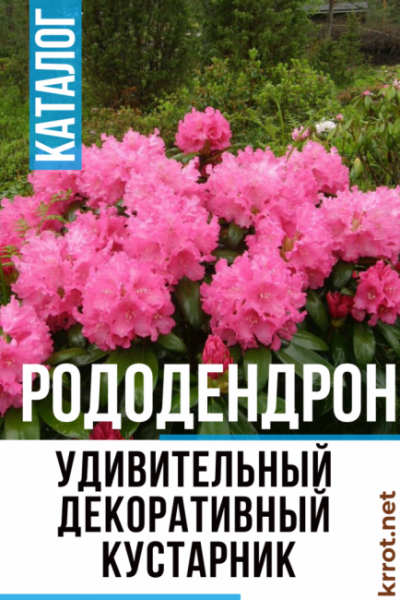 Рододендрон: описание, посадка в открытом грунте и уход за ним, чтобы обеспечить пышное цветение от Подмосковья до Сибири (80 Фото & Видео)