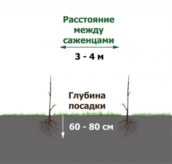 Миндаль: описание, посадка дерева или кустарника в открытом грунте, уход за ним, польза и возможный вред (Фото & Видео) +Отзывы