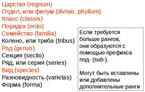 Как сохранить саженцы роз до посадки? Описание, классификация, размножение, меры борьбы с вредителями (75+ Фото & Видео) +Отзывы