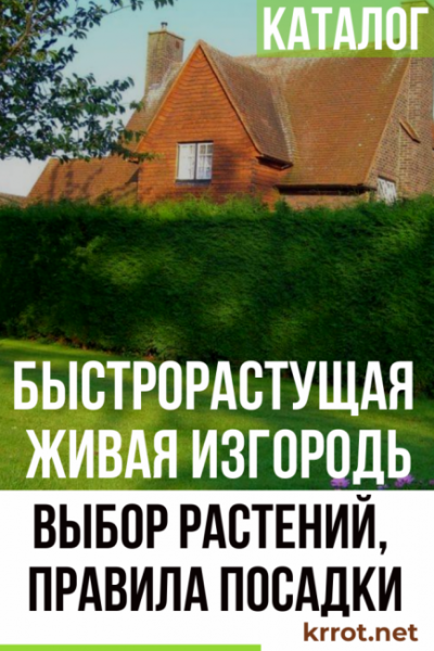 Быстрорастущая многолетняя живая изгородь: выбор растений, правила посадки, выращивания и ухода (Фото & Видео)