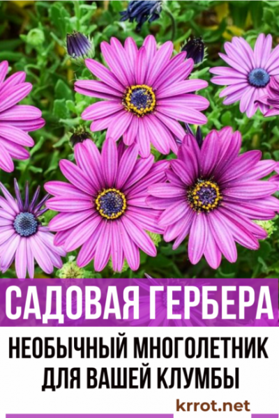 Садовая гербера: описание, виды и сорта, посадка и уход за африканским цветком в открытом грунте, размножение, возможные болезни (40+ Фото & Видео)