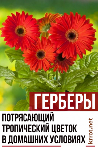 Герберы: как вырастить тропический цветок в домашних условиях. Описание, сорта, уход, размножение, возможные болезни (50+ Фото & Видео) +Отзывы