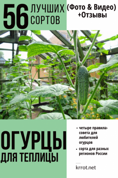56 Самых лучших урожайных сортов огурцов для теплицы: описание и фото | +Отзывы