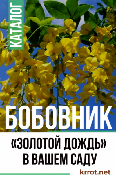 Бобовник — «золотой дождь» в вашем саду: посадка в открытом грунте, уход, возможные болезни, использование в ландшафтном дизайне (55 Фото & Видео) +Отзывы