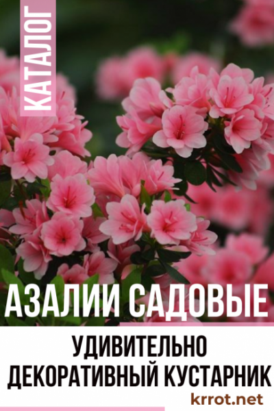 Азалии садовые: описание, сорта, посадка и уход в открытом грунте, подготовка к зимовке (50 Фото & Видео) +Отзывы