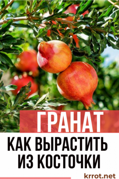 Гранат в домашних условиях: выращивание из косточки и уход, полезные свойства и противопоказания (Фото & Видео) +Отзывы