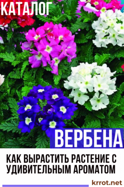 Вербена: описание, виды, выращивание, посадка в открытый грунт и уход за растением, размножение (95 Фото & Видео) +Отзывы